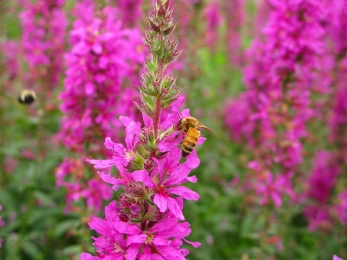 Honey Bee Pink Flower Spring