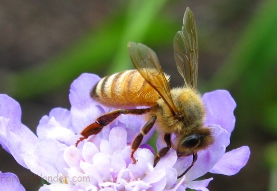 Honey Bee Purple Flower Macro front