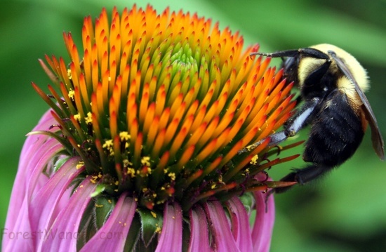 Bumble Bee Spring Cone Flower