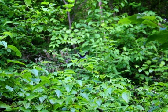 Blue Butterfly Landing