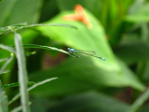 Blue Dragon Fly Large