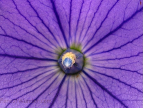 Blue Flower Blossom Macro Picture