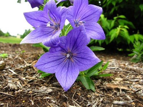 Blue Flower