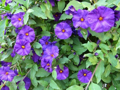 Blue Flowers Vine