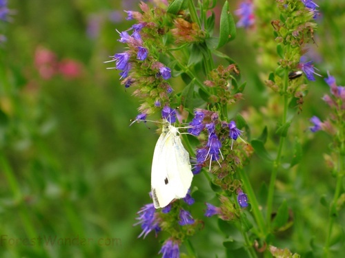 Blue Flowers White Butterfly