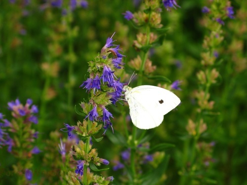 Blue Flowers White Butterfly