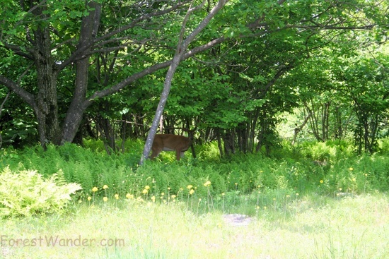 Buck In Woods