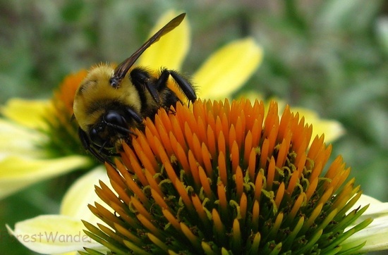 Bumble Bee Yellow Cone Flower Macro