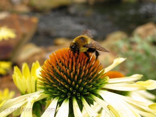 Bumble Bee Yellow Flower