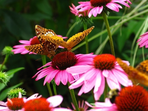 Yellow Black Butterflies Flower