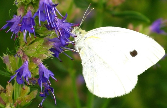 Butterfly Macro on Blue Flowers