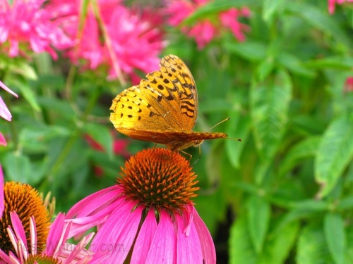 Butterfly Coneflower Purple