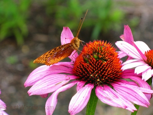 Butterfly Coneflower