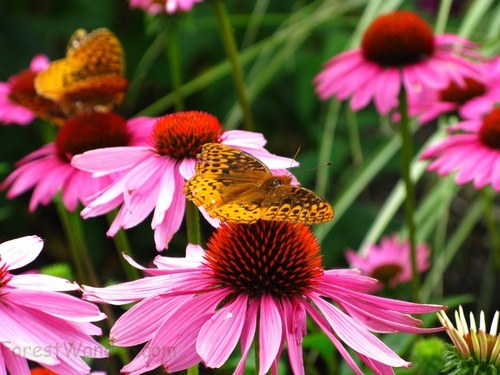 Butterfly Feeding Flower