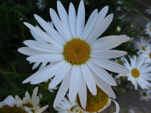 Daisies