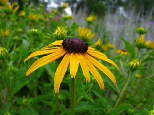 Daisy Yellow Flower