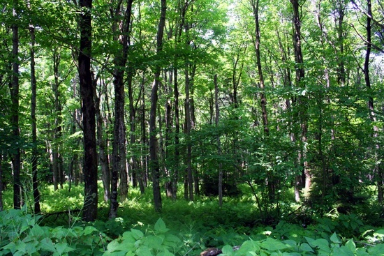 Fern Forest