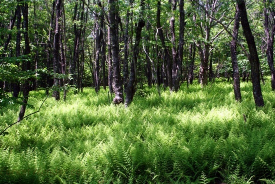 Fern Forest3