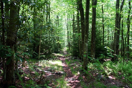 Fisher Spring Trail