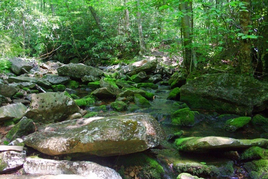 Fisher Spring Dolly Sods