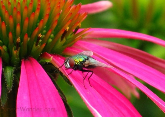 Fly Flower