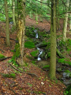 Forest Mountain Stream