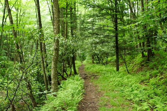 Forest Trail Seneca
