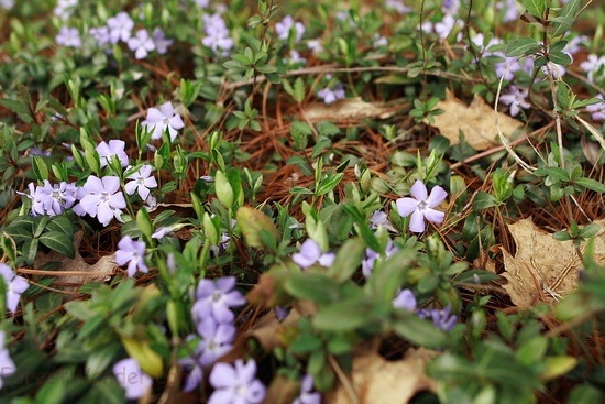 Forget Me Not Flower Vines