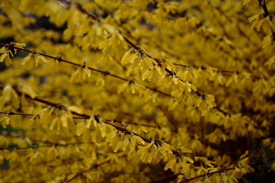Golden Flower Bush