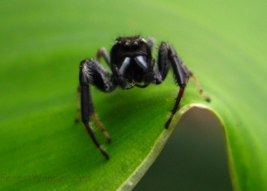 Jumping Spider Macro