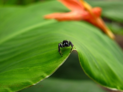 Jumping Spider