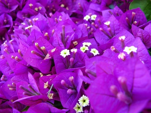 Macro Purple Flowers 2