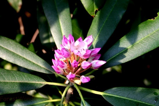 Mountain Laurel