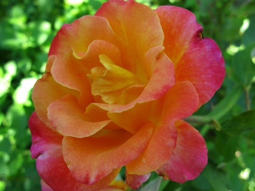 Orange Rose