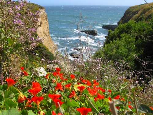 Pacific Cliffs