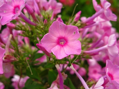 Pink Flowers Bloom