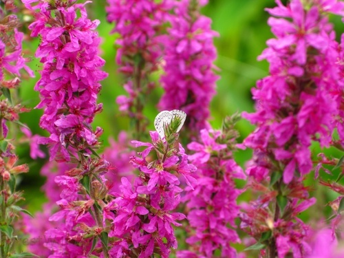 Pink Flowers Butterfly