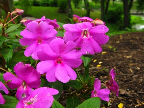 Pink Flowers Garden