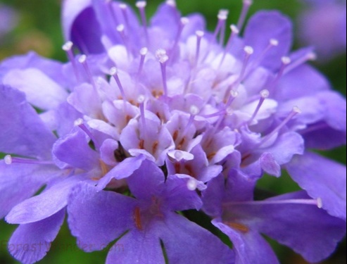 Purple Blue Flower