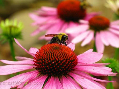 Purple Cone Flower Bumble Bee