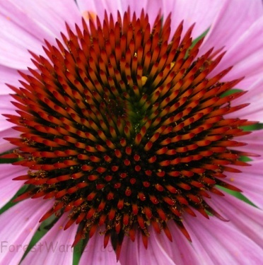 Purple Coneflower Center