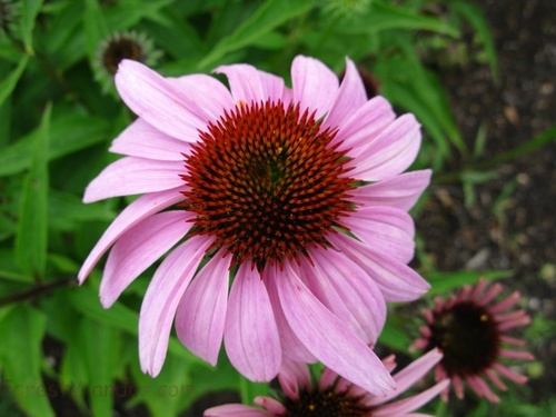 Purple Coneflower