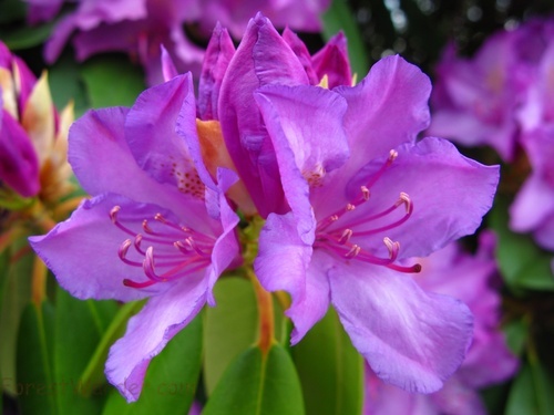 WV Rhododendron