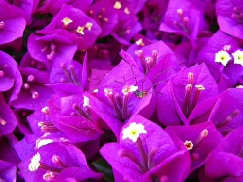 Spider Flowers Purple