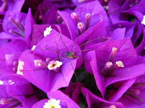 Spider Purple Flowers