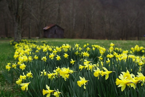 Spring Daffodils Barn Field