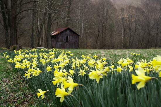 Spring Daffodils Barn Flowers
