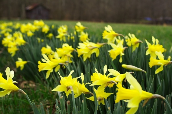 Spring Daffodils Barn