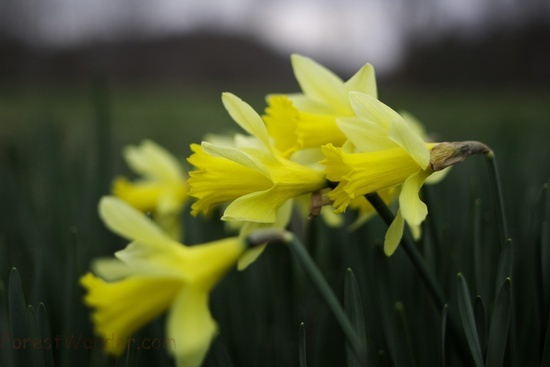 Spring Daffodils Macro