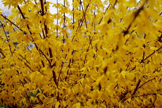 Spring Golden Flowers